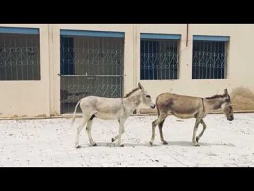 Donkey Mating donkey donkeys animals wildlife secretsofthejungle