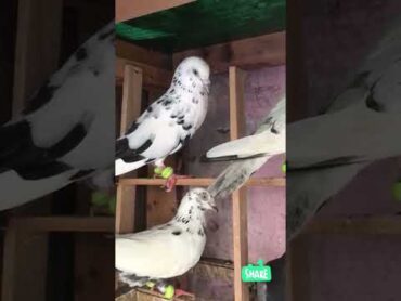 Sale 72919 69403 mix kabutar bhajanpura Delhi mai