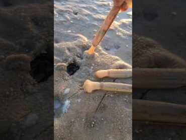 Amazing sea moose hunting fishing fish محار صيد السمك رحلة صيد صيد snails fishing trip
