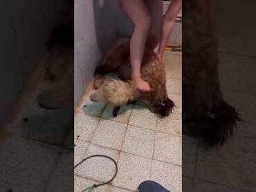 سربریدن گوسفند توسط زن زنان قصاب ذبح گوسفند ذبح مرغ مرغ گوسفند زنان زن قصابی سربریدن