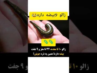 زالو ها 10 تا معده و9 جفت بیضه دارند😂💦