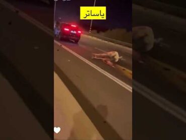 حصان على الشارع العام 😱