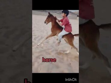 هل يجوز أن فعل ذلك مهر صغير😱😱😱 horse
