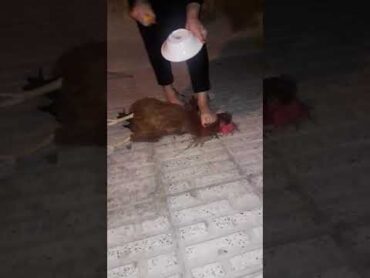 Iranian woman slaughter under feet,,,telegram channel: slaughterkings
