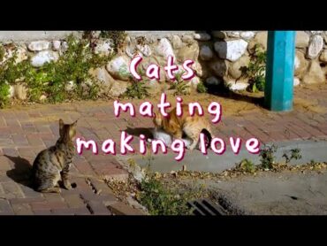 Cats couple mating making love  تزاوج القطط