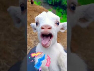 Cute baby goats 🐐 💕 animal