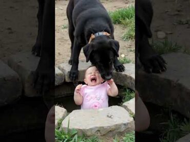 Dog Bites Collar to Save Baby by the Well baby heroicdog cute dog