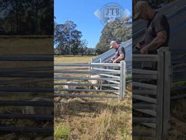 My go to humane method of slaughter meat lamb slaughtering butcher boltgun food educational