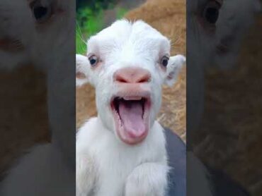 goat🐑cuteshorts