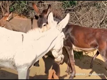 Male and female donkey meeting happypets donkey viraldonkey trending sherk donkeysanctuary