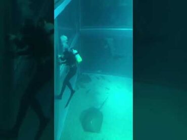 【！！！】水族館員がサメに○○○れる瞬間