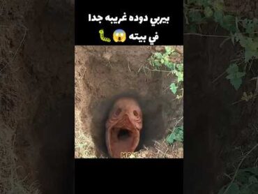 بيربي دوده غريبه جدا في بيته 😱🐛 movie قصص افلام