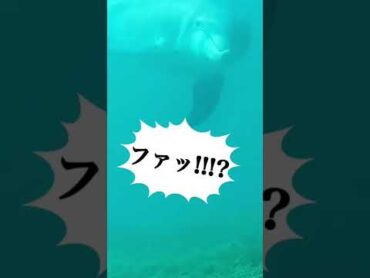 海洋恐怖症にはきつい動画