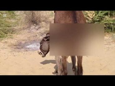 Donkey Fighting Over Food – Animal Behavior Explained"