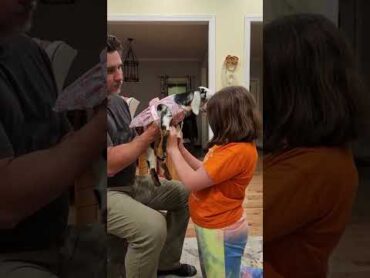 Daddy, Daughter and baby goat date night. Yes, that is a dress she is putting on Carleigh goat!
