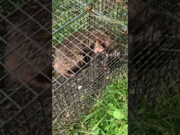 ここ最近、畑を荒らしていた犯人をようやく捕まえたのですが…