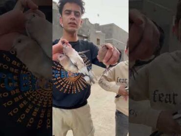 القروي علاوي