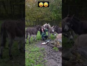 جنون البنات هههه،كيف تتعامل مع الحمار🦓mybloopers ،بنات shorts