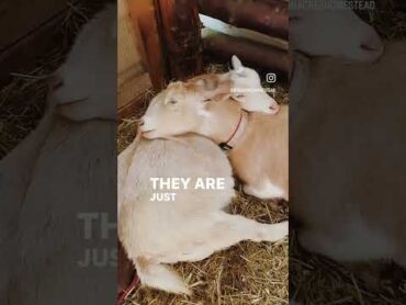 Mother goat helps her daughter in labor ❤️