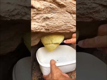 خلية عسل بوطويق من موسم السدر الحمدلله