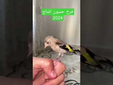 فرخ حسون انتاج 2024 ما شاء الله