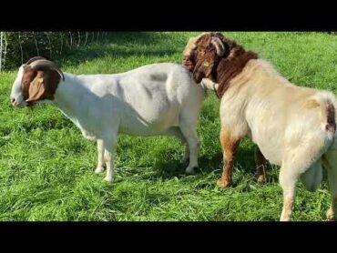 Boer Goats Mating