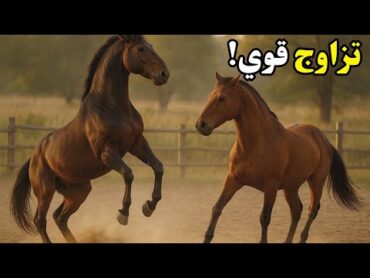 تزاوج الحصان: هل تعرف لماذا ترفس الفرس الذكر بقوة؟ 🔥حقائق مذهلة عن الخيول!