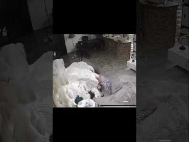 هدير عبد الرازق واحد ماسكها بيديها علقه عالميه 😃 اكسبلور ترند هدير عبدالرازق