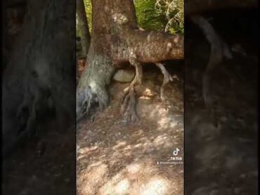 Walking tree caught moving😳 shorts