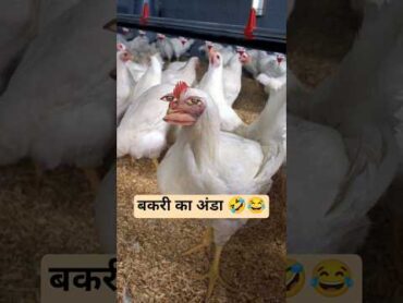 Gots vs eggs 😨🍳 funny thetharpuns comedy aalupyajjoke gmmaddhesiya vlogwithneha shorts