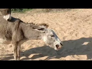 حمار الحيوانات يستمتع بالغابه. donkey animalenjoy jungle  gaming تزاوج الحيوانات.