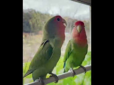 اصوات طيور  تغريده بغباء الروز