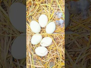 The eggs were stolen. 😭😭🥚🥚🦆🦆Super Shot Funny Viral Training VideoSouth Korea Iraq