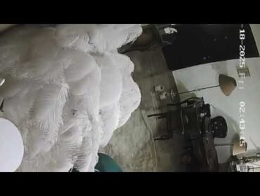 سحل وضربهدير عبد الرازق