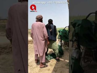 سرمایه گذاری در کنار کانال قوشتیپه،فیل مرغ،مرغداری در کنار کانال قوشتیپه