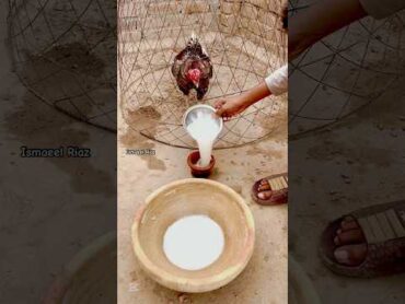 Aseel summer treatment viralvideo youtubeshorts viralshorts birds chicken murga rooster