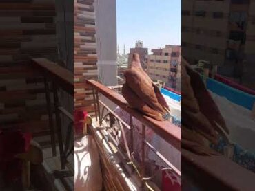 الحمام رجع من الطيران وبندق مورهوش حاجه غير بندقه 😂 الغسيل ارجوكم 😂 يوميات بندق وبندقه