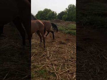 حصان مع الفرس shorts horses horse خيول حصان فرس خيل عربي  خيل