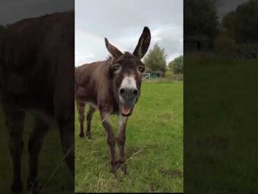 حمار جائع  حمار مضحك  حمار يريد يأكل  صوت الحمار  donkey