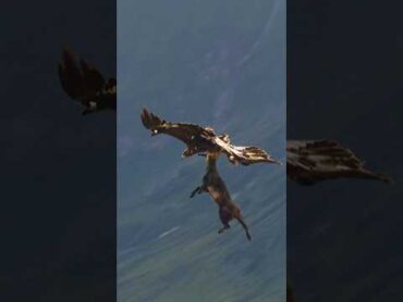 Perfect Shot: Golden Eagle 🦅 Ambushes Baby Mountain Goat In the Mountains!