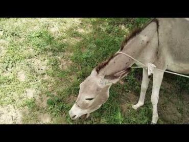 Black donkeysenjoyfull videolikesharesubscribe