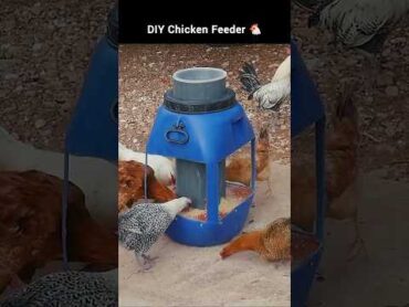 Make a DIY Chicken Feeder in Minutes diy crafts urdu