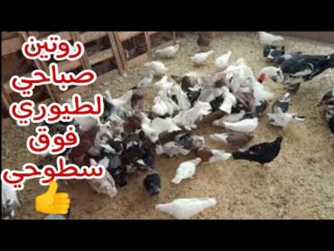 الروتين الصباحي للطيور فوق السطوح