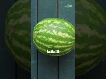 إياك ولمس هذا النوع من الخيار معلومات غريبة اكسبلور معلومات غريب غرائب غموض