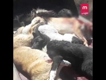 کشتن سگ‌ها توسط شهرداری طغرود