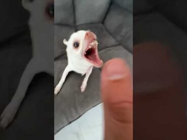 Niki tried to bite the kuchi kuchi😂😂