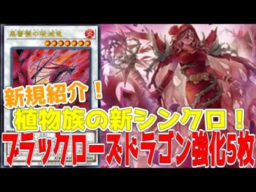新規紹介！ブラックローズドラゴン強化5枚！黒薔薇の破滅竜！植物族で展開サポート！！！【遊戯王】