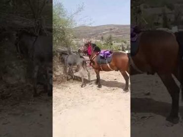 Horse meeting donkey short