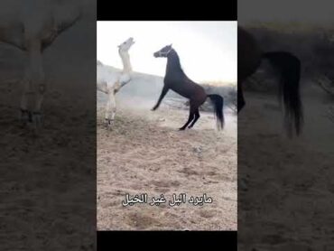 مايرد البل غير الخيل horse حصان shorts