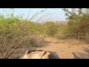 donkey meeting first time